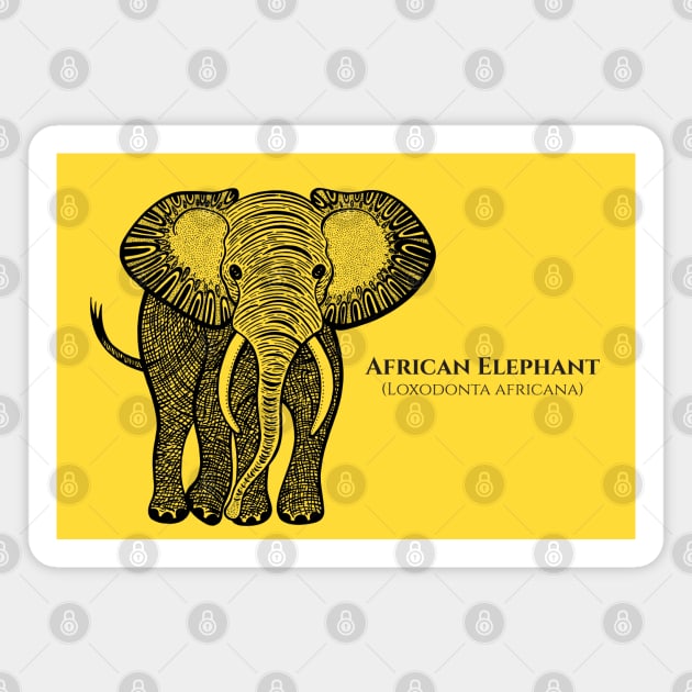 African Elephant with Common and Scientific Names - animal design Magnet by Green Paladin